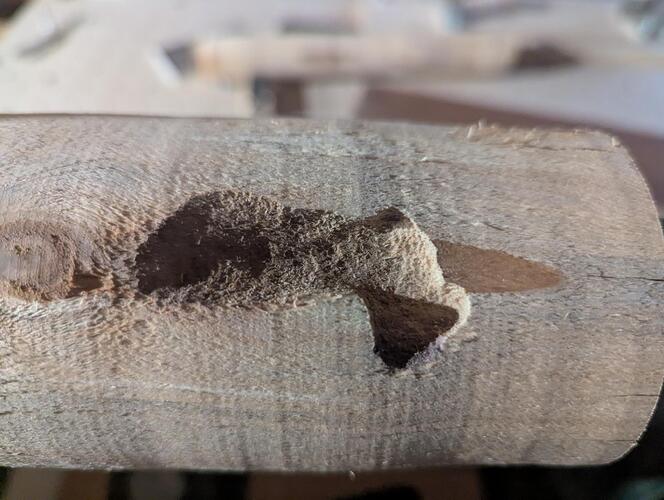 rondin_serinette_helas_2